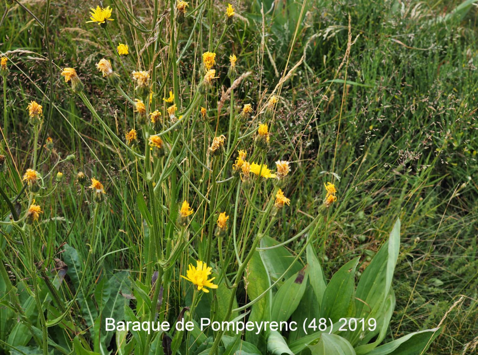 Hawk's-beard, Large-flowered